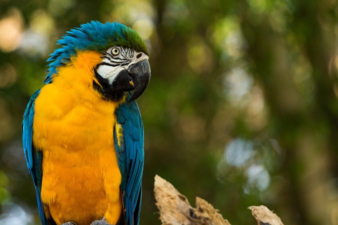 qué hacer en Canadá Loro de color amarillo y azul que mira de perfil a la cámara